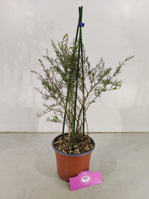 Lycium barbarum 'Little Goji', Dwerg boksdoorn, Hoogte 60cm, 2 liter pot – Image 3