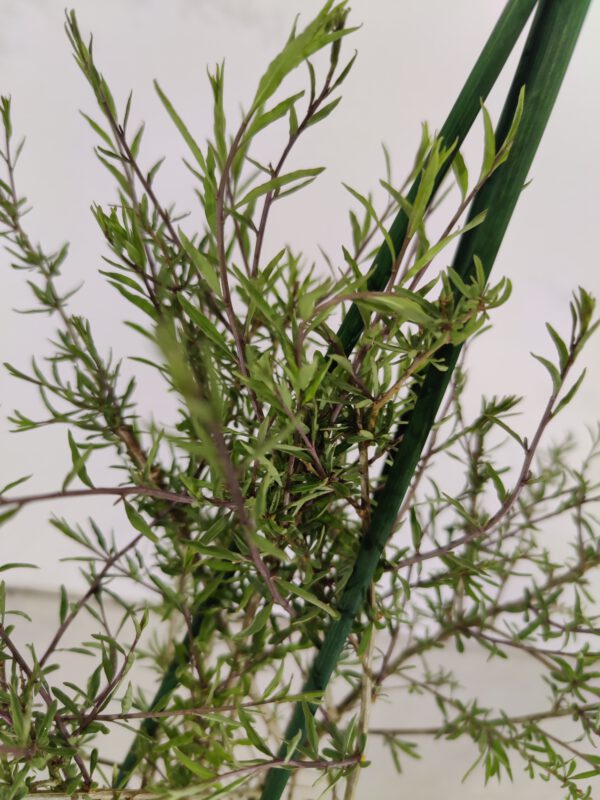 Lycium barbarum 'Little Goji', Dwerg boksdoorn, Hoogte 60cm, 2 liter pot – Image 4