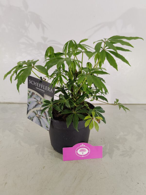Schefflera taiwaniana, Winterharde Vingerboom, Hoogte 50cm, 2 liter pot – Image 3