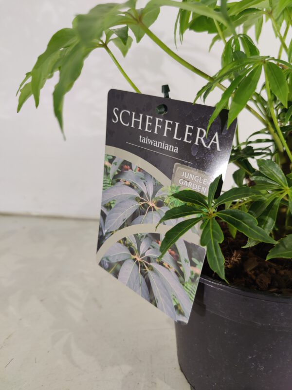 Schefflera taiwaniana, Winterharde Vingerboom, Hoogte 50cm, 2 liter pot – Image 5