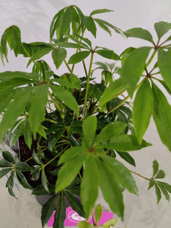 Schefflera taiwaniana, Winterharde Vingerboom, Hoogte 50cm, 2 liter pot – Image 4