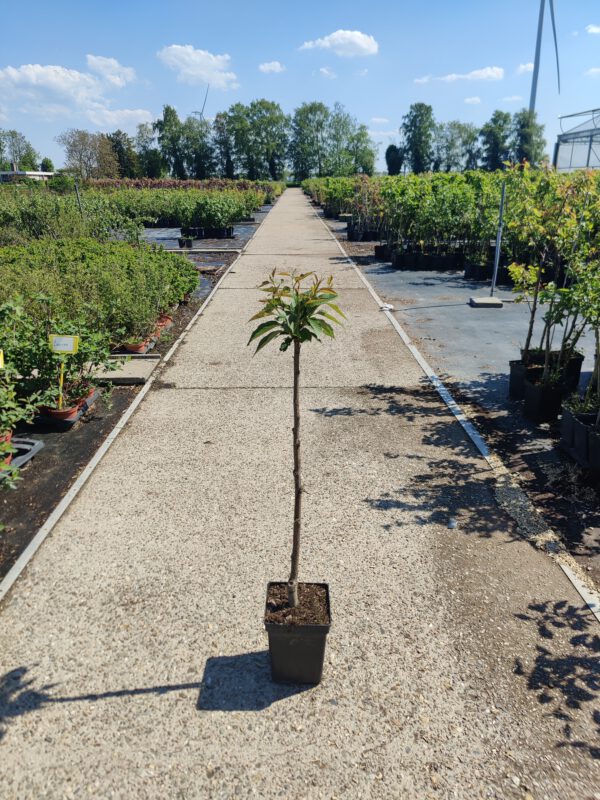 Prunus serrulata 'Kanzan', Japanse sierkers, Hoogte 100cm, 5 liter pot - Bild 5