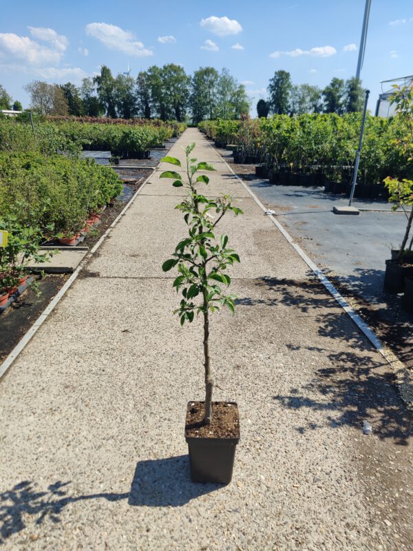 Malus domestica 'Discovery', Appelboom , Hoogte 100cm, 5 liter pot - Afbeelding 6