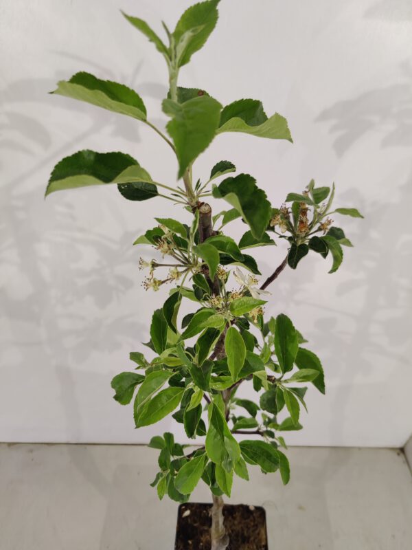 Malus domestica 'Discovery', Appelboom , Hoogte 100cm, 5 liter pot - Afbeelding 5