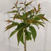 Prunus serrulata 'Kanzan', Japanse sierkers, Hoogte 100cm, 5 liter pot - Bild 6