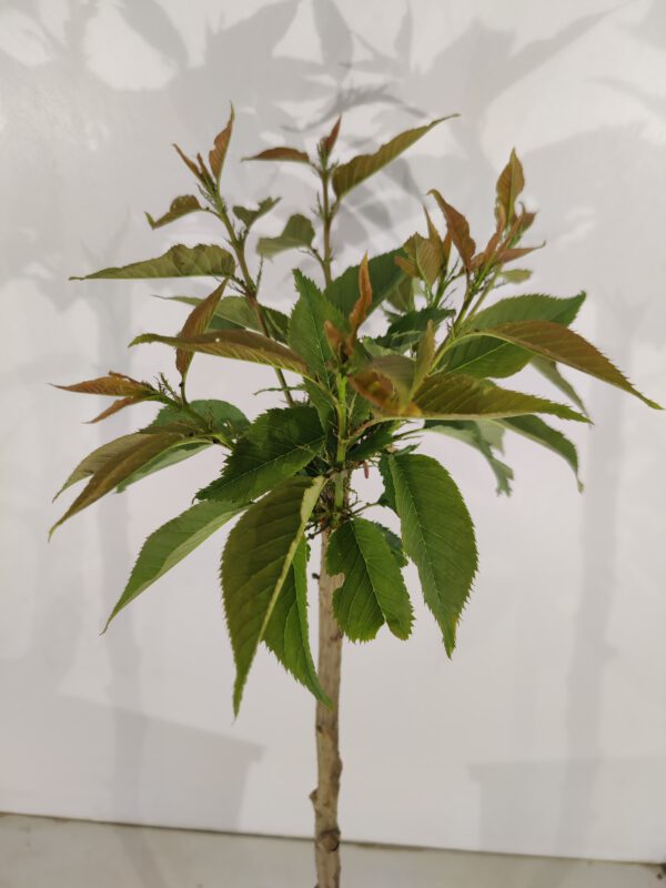 Prunus serrulata 'Kanzan', Japanse sierkers, Hoogte 100cm, 5 liter pot - Bild 6
