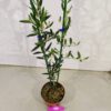 Olea europaea, Olijfboom struikvorm, Hoogte 60cm, 2 liter pot – Image 2