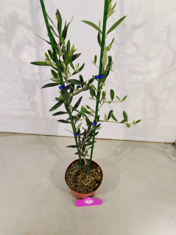 Olea europaea, Olijfboom struikvorm, Hoogte 60cm, 2 liter pot – Image 2