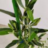 Olea europaea, Olijfboom struikvorm, Hoogte 60cm, 2 liter pot – Image 3