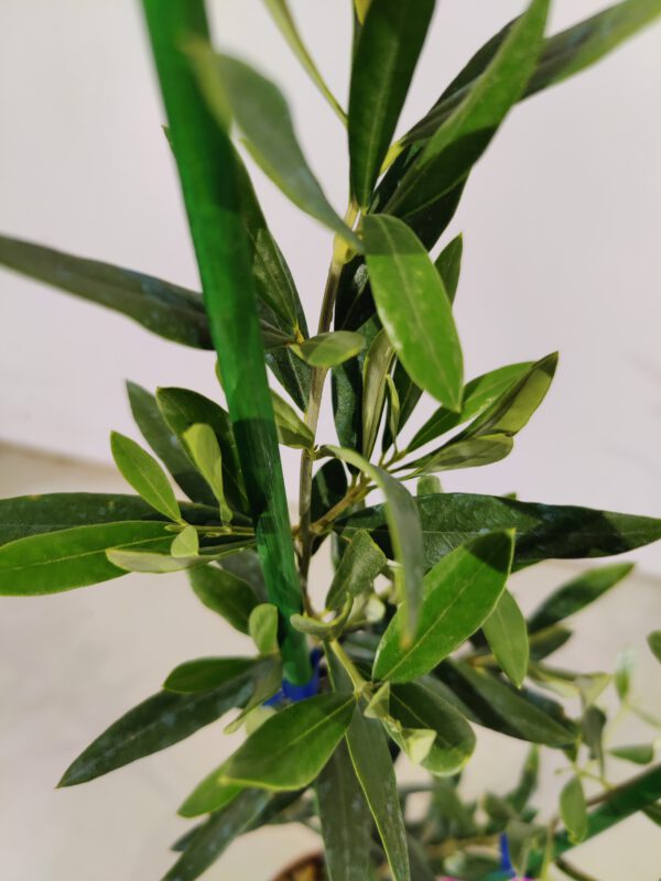 Olea europaea, Olijfboom struikvorm, Hoogte 60cm, 2 liter pot – Image 3