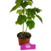 Set van 3 Hibiscus Moscheutos - Hibiscus 'Copper Queen', 'Fireball', 'Jazzberry Jam' - Hoogte 40cm - 12cm pot – Bild 6