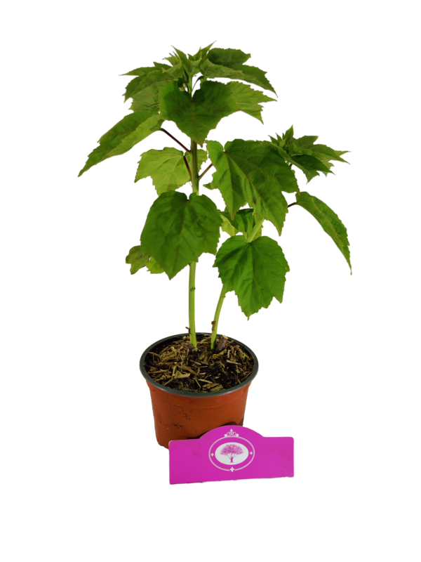 Set van 3 Hibiscus Moscheutos - Hibiscus 'Copper Queen', 'Fireball', 'Jazzberry Jam' - Hoogte 40cm - 12cm pot – Bild 6