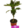 Set van 3 Hibiscus Moscheutos - Hibiscus 'Copper Queen', 'Fireball', 'Jazzberry Jam' - Hoogte 40cm - 12cm pot – Bild 7