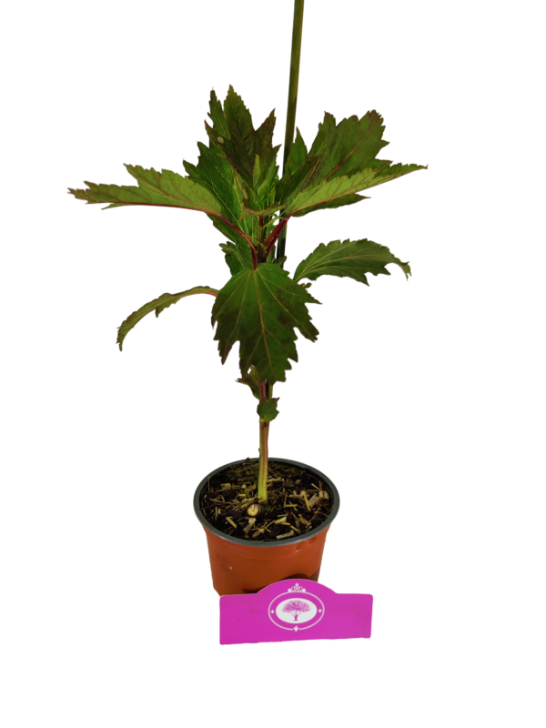 Set van 3 Hibiscus Moscheutos - Hibiscus 'Copper Queen', 'Fireball', 'Jazzberry Jam' - Hoogte 40cm - 12cm pot – Bild 7