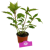 Set van 3 Hibiscus Moscheutos - Hibiscus 'Copper Queen', 'Fireball', 'Jazzberry Jam' - Hoogte 40cm - 12cm pot – Bild 5