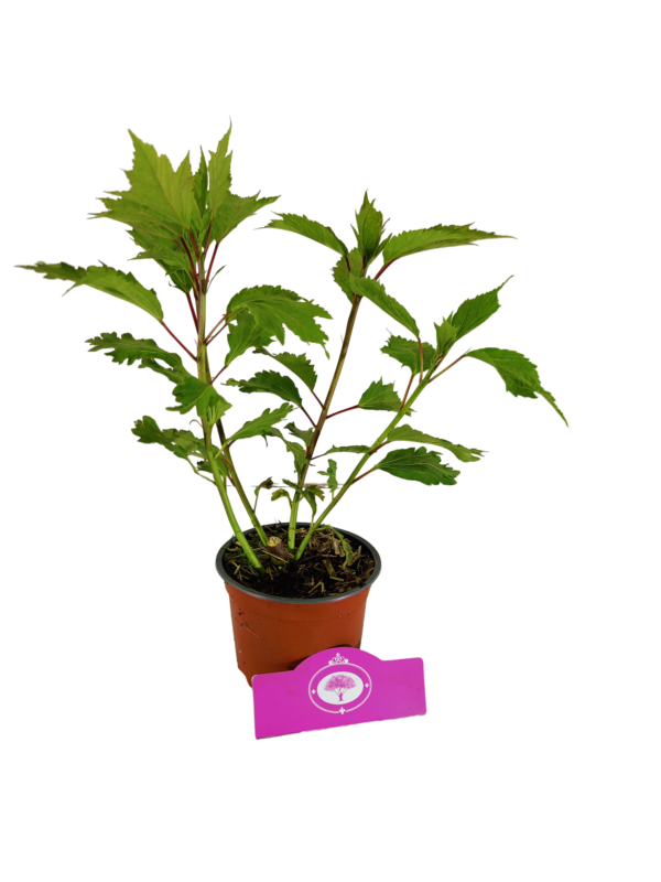 Set van 3 Hibiscus Moscheutos - Hibiscus 'Copper Queen', 'Fireball', 'Jazzberry Jam' - Hoogte 40cm - 12cm pot – Bild 5