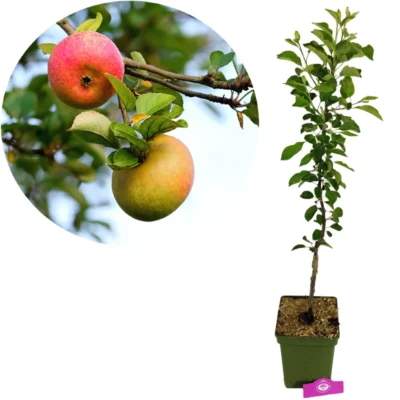 Malus domestica 'James Grieve', Appelboom , Hoogte 100cm, 5 liter pot