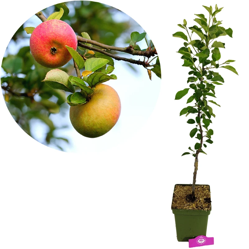 Malus domestica 'James Grieve', Apple tree , Height 100cm, 5 litre pot