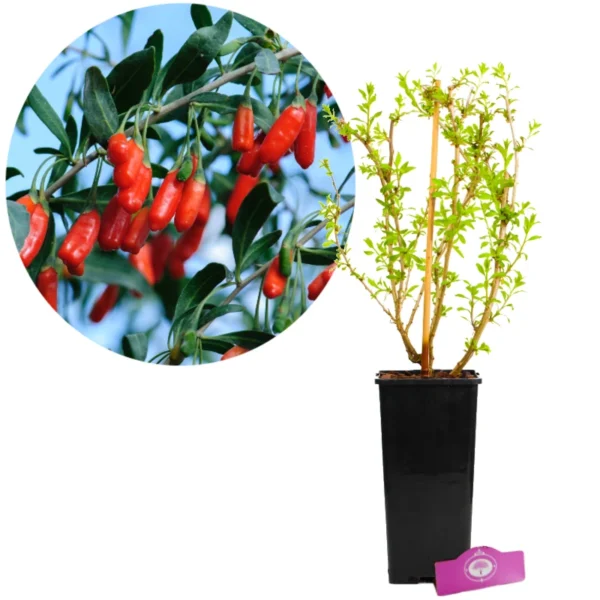 Lycium barbarum 'Little Goji', Buis nain, Hauteur 60cm, Pot de 2 litres