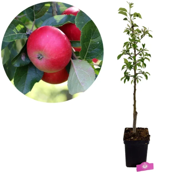 Malus domestica 'Discovery', Appelboom , Hoogte 100cm, 5 liter pot