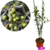 Olea europaea, Olijfboom struikvorm, Hoogte 60cm, 2 liter pot