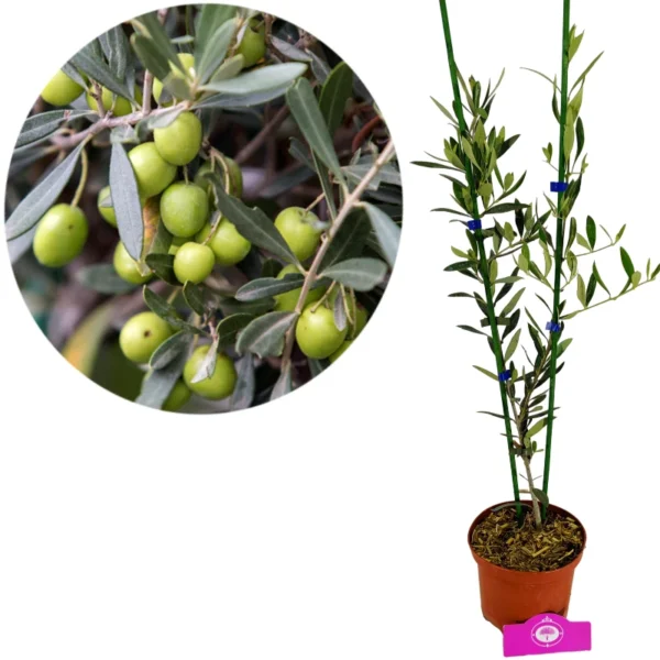 Olea europaea, Olivier en forme d'arbuste, Hauteur 60cm, Pot de 2 litres