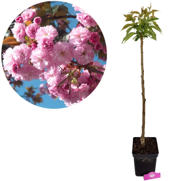 Prunus serrulata 'Kanzan', japanskt körsbär, höjd 100 cm, 5-liters kruka