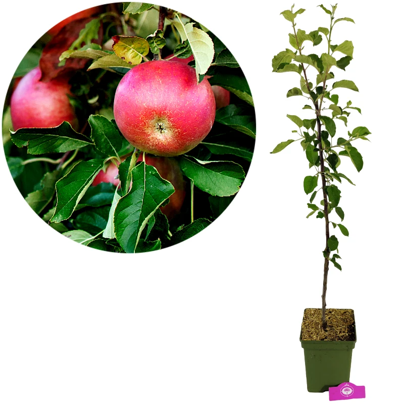 Malus domestica 'Rode Boskoop', Appelboom , Hoogte 100cm, 5 liter pot