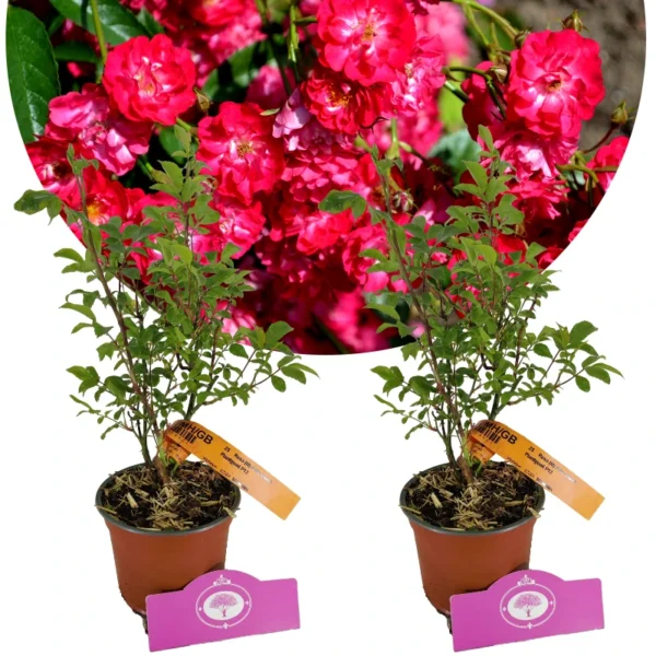 Lot de 2 rosiers en spray - Rosa 'Fairy Dance' - Hauteur 40cm - Pot de 13cm