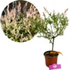 Salix integra 'Hakuro-nishiki', Japanse sierwilg, Hoogte 80cm, 2 liter pot