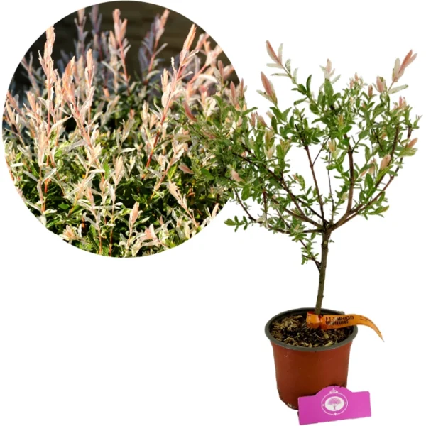 Salix integra 'Hakuro-nishiki', japansk prydnadspil, höjd 80 cm, 2-liters kruka