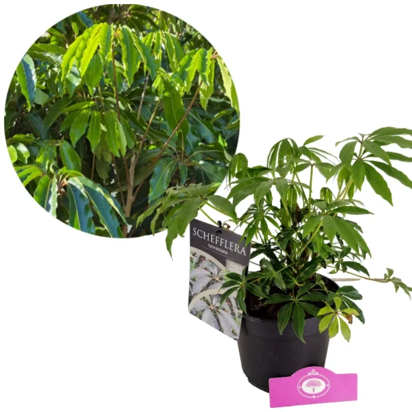 Schefflera taiwaniana, Arbre à doigts rustique, Hauteur 50cm, Pot de 2 litres
