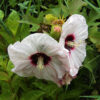 Set van 3 Hibiscus Moscheutos - Hibiscus 'Copper Queen', 'Fireball', 'Jazzberry Jam' - Hoogte 40cm - 12cm pot – Bild 3