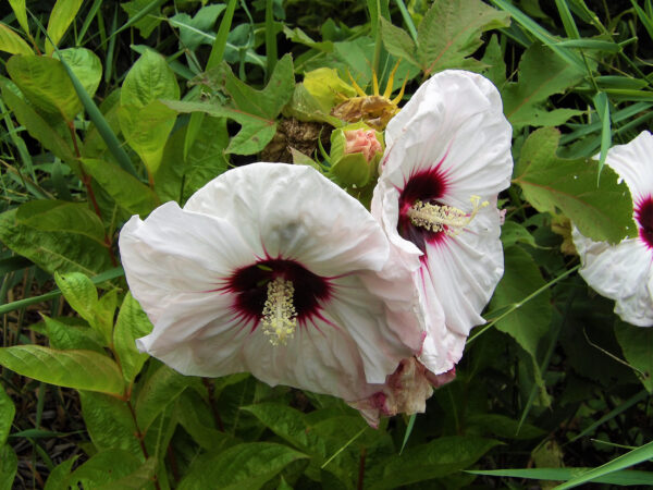 Set van 3 Hibiscus Moscheutos - Hibiscus 'Copper Queen', 'Fireball', 'Jazzberry Jam' - Hoogte 40cm - 12cm pot – Bild 3