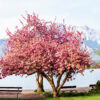 Prunus serrulata 'Kanzan', Japanse sierkers, Hoogte 100cm, 5 liter pot - Bild 4
