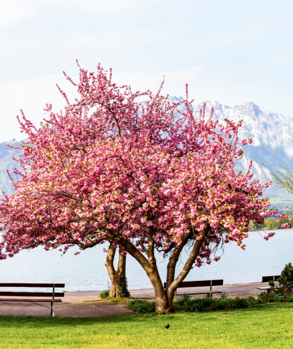 Prunus serrulata 'Kanzan', Japanse sierkers, Hoogte 100cm, 5 liter pot - Bild 4