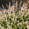 Salix integra 'Hakuro-nishiki', Japanse sierwilg, Hoogte 80cm, 2 liter pot - Bild 3
