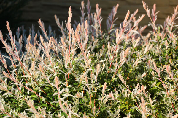 Salix integra 'Hakuro-nishiki', Japanse sierwilg, Hoogte 80cm, 2 liter pot - Bild 3