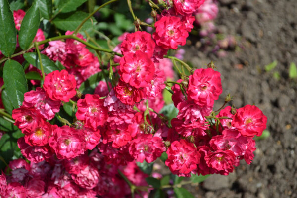 Set van 2 Trosroos - Rosa 'Fairy Dance' - Hoogte 40cm - 13cm pot – Image 2