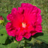 Set van 3 Hibiscus Moscheutos - Hibiscus 'Copper Queen', 'Fireball', 'Jazzberry Jam' - Hoogte 40cm - 12cm pot – Bild 4