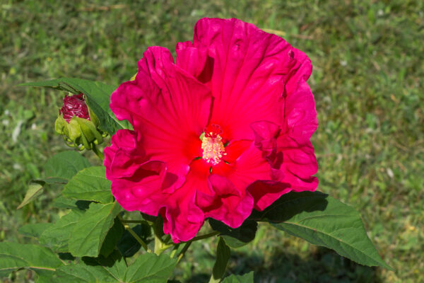 Set van 3 Hibiscus Moscheutos - Hibiscus 'Copper Queen', 'Fireball', 'Jazzberry Jam' - Hoogte 40cm - 12cm pot – Bild 4