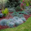 Set van 4 Blauw Zwenkgras - Festuca glauca 'Elijah Blue' - Hoogte 30cm  9cm pot - Afbeelding 2