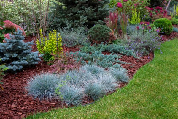 Set van 4 Blauw Zwenkgras - Festuca glauca 'Elijah Blue' - Hoogte 30cm  9cm pot - Afbeelding 2