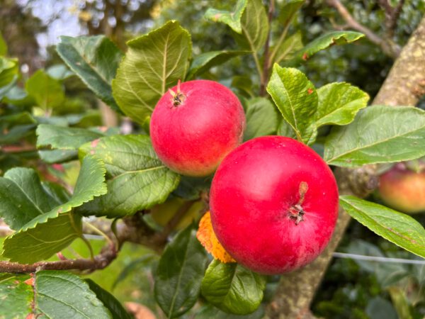 Malus domestica 'Discovery', Appelboom , Hoogte 100cm, 5 liter pot - Afbeelding 2