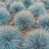 Set van 4 Blauw Zwenkgras - Festuca glauca 'Elijah Blue' - Hoogte 30cm  9cm pot - Afbeelding 3