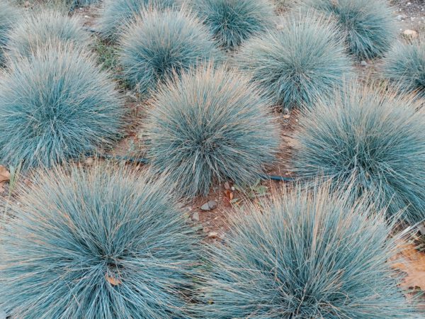 Set van 4 Blauw Zwenkgras - Festuca glauca 'Elijah Blue' - Hoogte 30cm  9cm pot - Afbeelding 3
