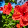 Set van 3 Hibiscus Moscheutos - Hibiscus 'Copper Queen', 'Fireball', 'Jazzberry Jam' - Hoogte 40cm - 12cm pot – Bild 2