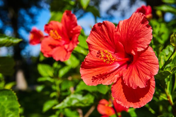 Set van 3 Hibiscus Moscheutos - Hibiscus 'Copper Queen', 'Fireball', 'Jazzberry Jam' - Hoogte 40cm - 12cm pot – Bild 2