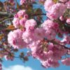 Prunus serrulata 'Kanzan', Japanse sierkers, Hoogte 100cm, 5 liter pot - Bild 3