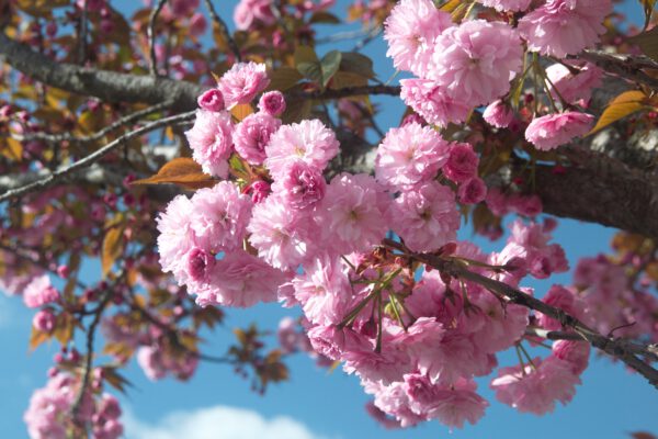 Prunus serrulata 'Kanzan', Japanse sierkers, Hoogte 100cm, 5 liter pot - Bild 3